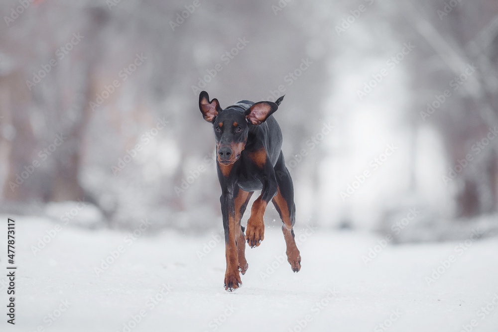 dog doberman in winter