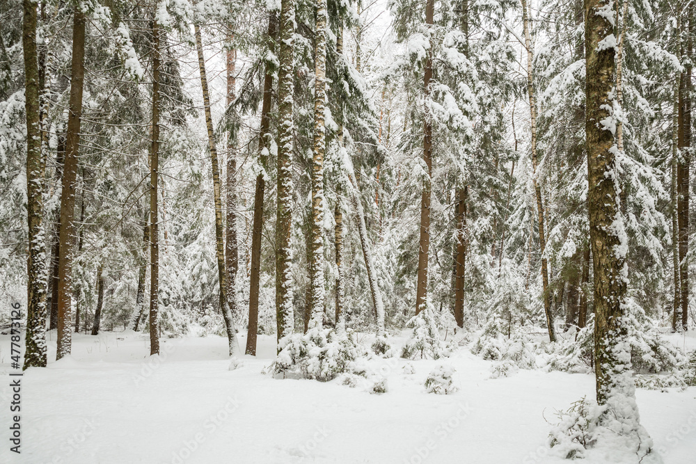 Winter forest in the snow, beautiful nature. Winter forest in the snow, beautiful nature.