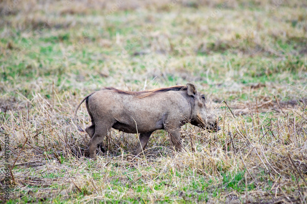 African wild animals in Tanzania African wild animals in Tanzania