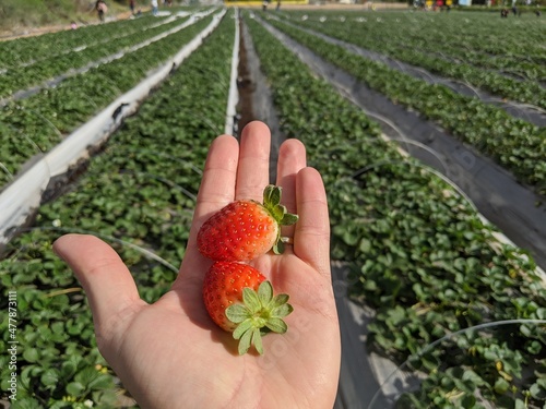 Hand holding two red strawberries ripe fruits above a strawberry field plant with green leaves.