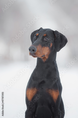 dog doberman in winter