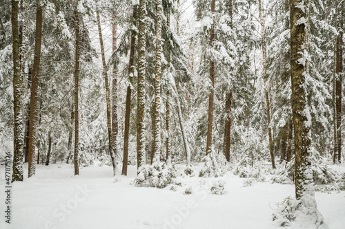 Winter forest in the snow, beautiful nature. © Arina B