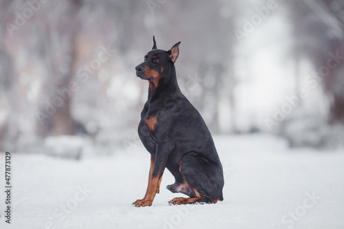 dog doberman in winter