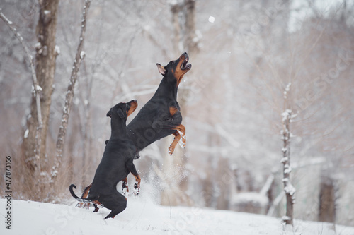 Fotografering dog doberman in winter
