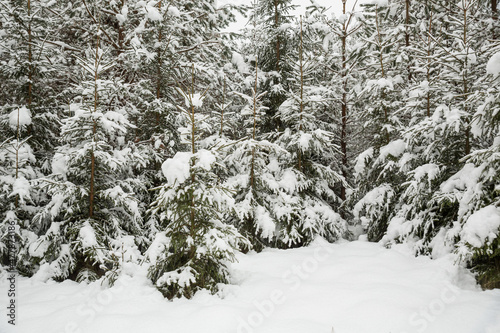 Young spruce in the snow. Winter forest, beautiful nature © Arina B
