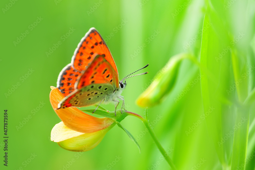 Obraz premium Macro shots, Beautiful nature scene. Closeup beautiful butterfly sitting on the flower in a summer garden.