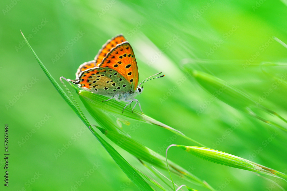 Macro shots, Beautiful nature scene. Closeup beautiful butterfly sitting on the flower in a summer garden. Macro shots, Beautiful nature scene. Closeup beautiful butterfly sitting on the flower in a summer garden.