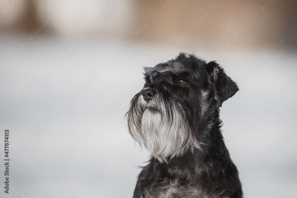 dog Miniature Schnauzer in winter