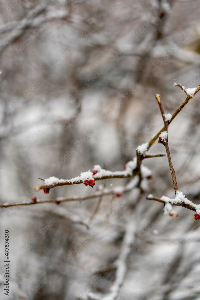 first snow covered tree branches first snow covered tree branches