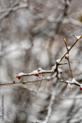 Wallpaper Mural first snow covered tree branches  Torontodigital.ca