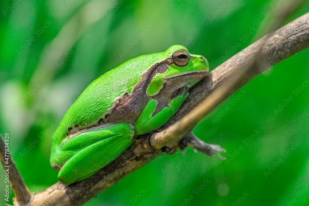 Europaean tree frog Hyla arborea from water onto dry reed-mace leaf in natural background Europaean tree frog Hyla arborea from water onto dry reed-mace leaf in natural background