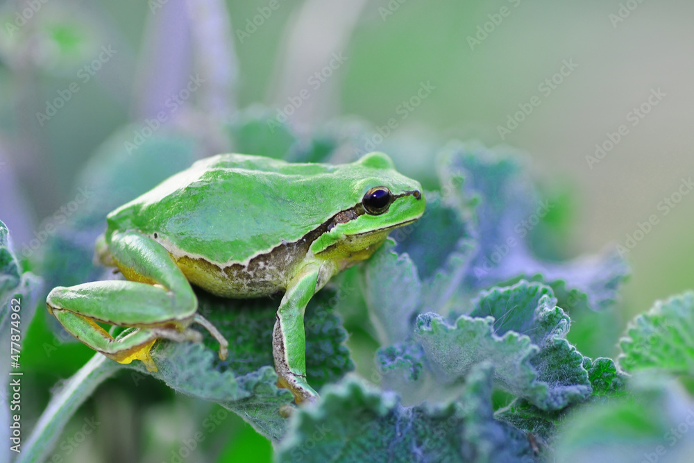Europaean tree frog Hyla arborea from water onto dry reed-mace leaf in natural background Europaean tree frog Hyla arborea from water onto dry reed-mace leaf in natural background