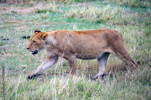 African safari and wildlife animals in tanzania