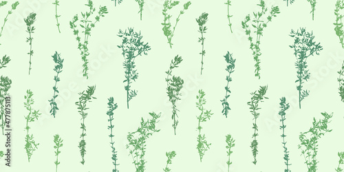 Thyme grunge pattern. Thyme herb abstract retro background. Herbal plant. Gardening  culinary and aromatherapy.