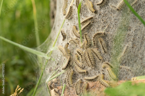 Procession caterpillar larvae of the moth close up long hairs are very visible in sunlight. This hairs aren't dangerous. The dangerous hairs are invisible.
