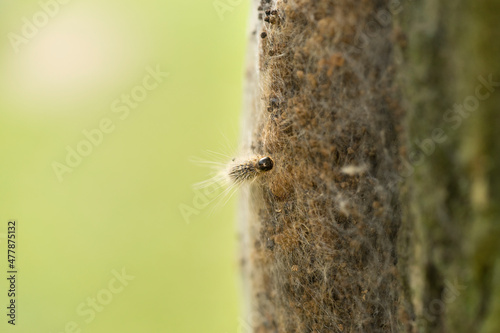 Procession caterpillar larvae of the moth close up long hairs are very visible in sunlight. This hairs aren't dangerous. The dangerous hairs are invisible. © Leoniek