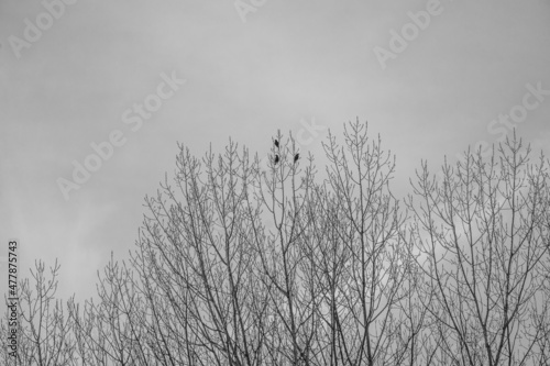 tres pájaros en lo alto del árbol 