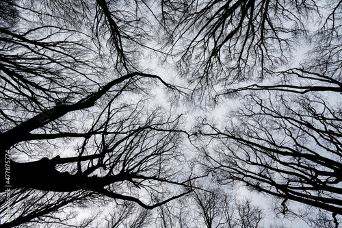 Italy January 2022, panoramic view of beech branches in a wood of Monte Cucco in Umbria