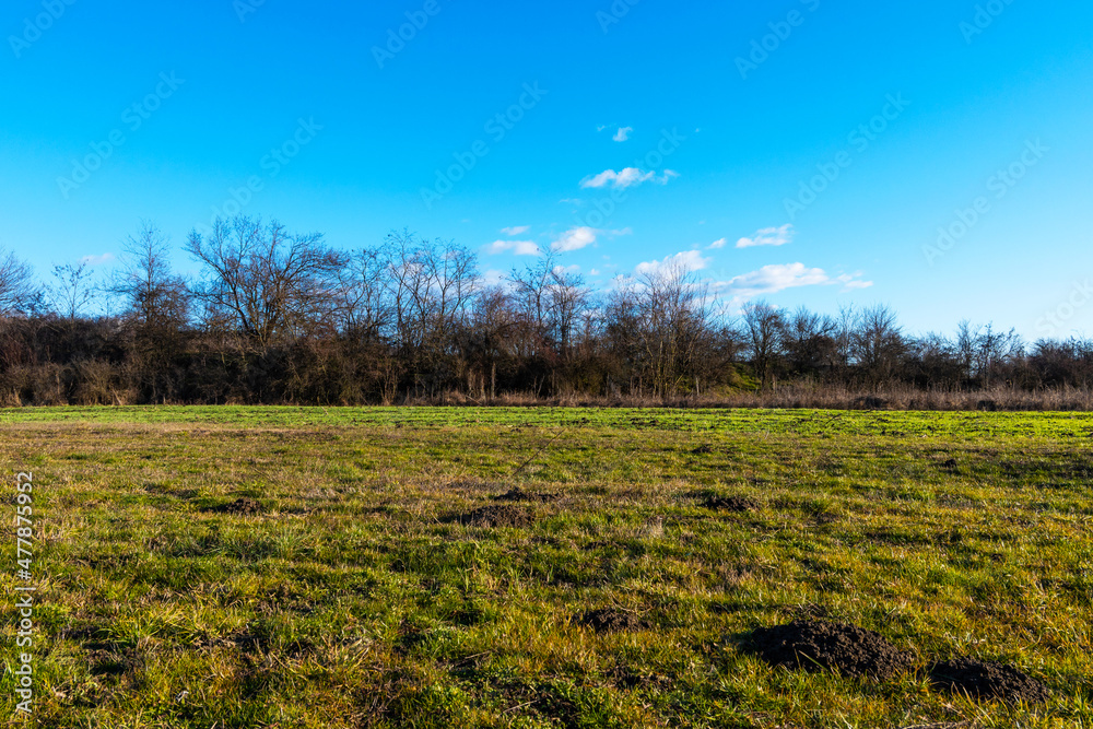 Green agricultural field. Trees and blue sky in December.