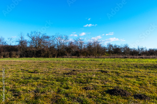 Green agricultural field. Trees and blue sky in December.