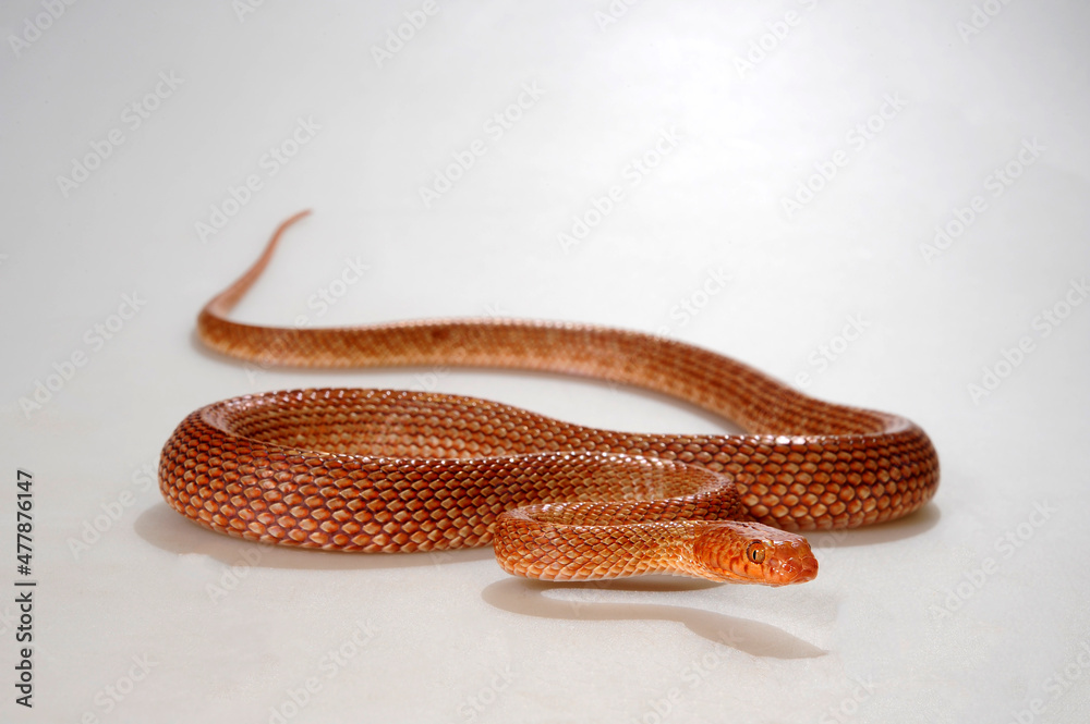 Naklejka premium Israelische Katzennatter, Ägyptische Katzennatter // Arabian cat snake (Telescopus dhara)