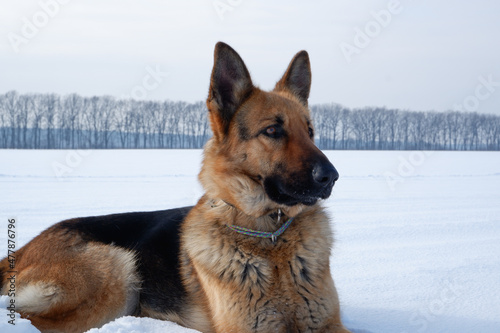 Winter portrait of the Dog. German shepherd dog lies in the snow. Walking with the animal in winter. © Trik