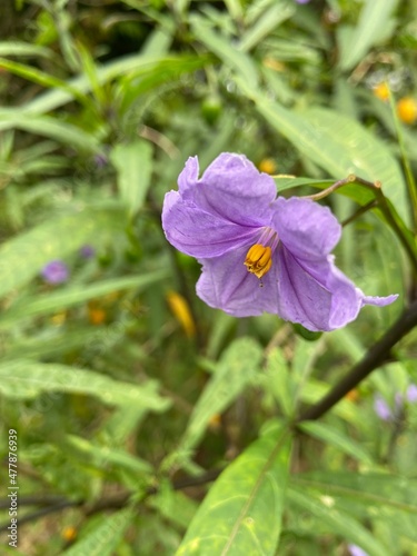 purple flower in the garden