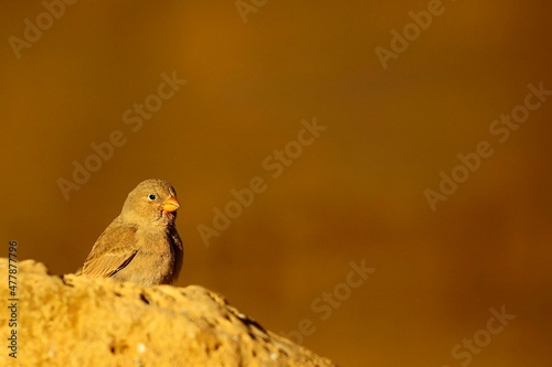 Wild birds in their environment and in the wild. photo