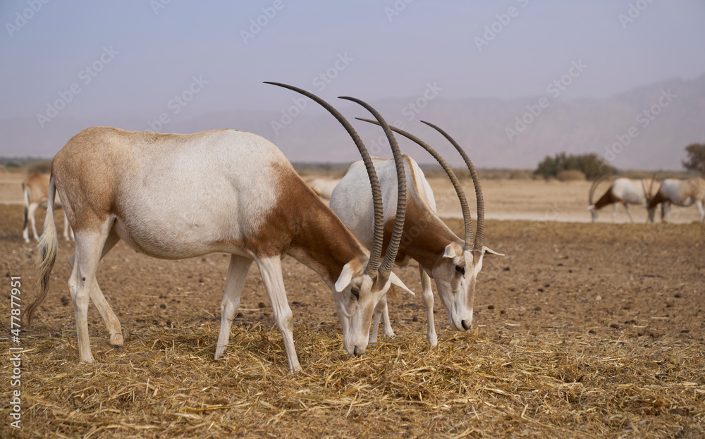 Oryxes Two scimitar-horned oryxes in Hay-Bar Yotvata Nature Reserve, a ...