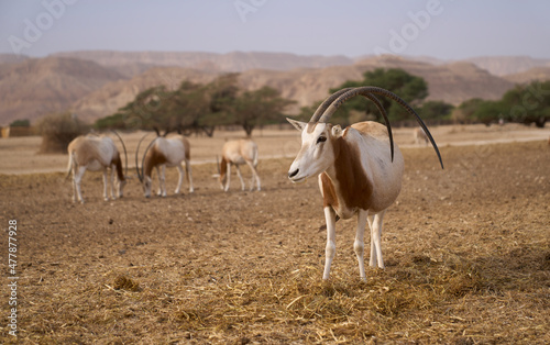 Scimitar-horned oryxes in Hay-Bar Yotvata Nature Reserve, a breeding and rehabilitation center for endangered extinct animals mentioned in the Bible. A critically endangered species of antelope.   photo