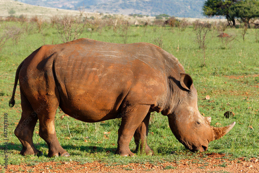 Fototapeta premium White rhinoceros walking on the plains of Nkomazi game reserve near the city of Badplaas in South Africa