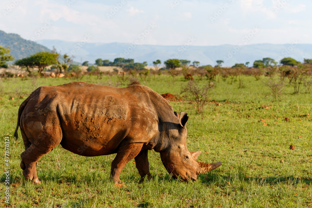 White rhinoceros walking on the plains of Nkomazi game reserve near the city of Badplaas in South Africa White rhinoceros walking on the plains of Nkomazi game reserve near the city of Badplaas in South Africa