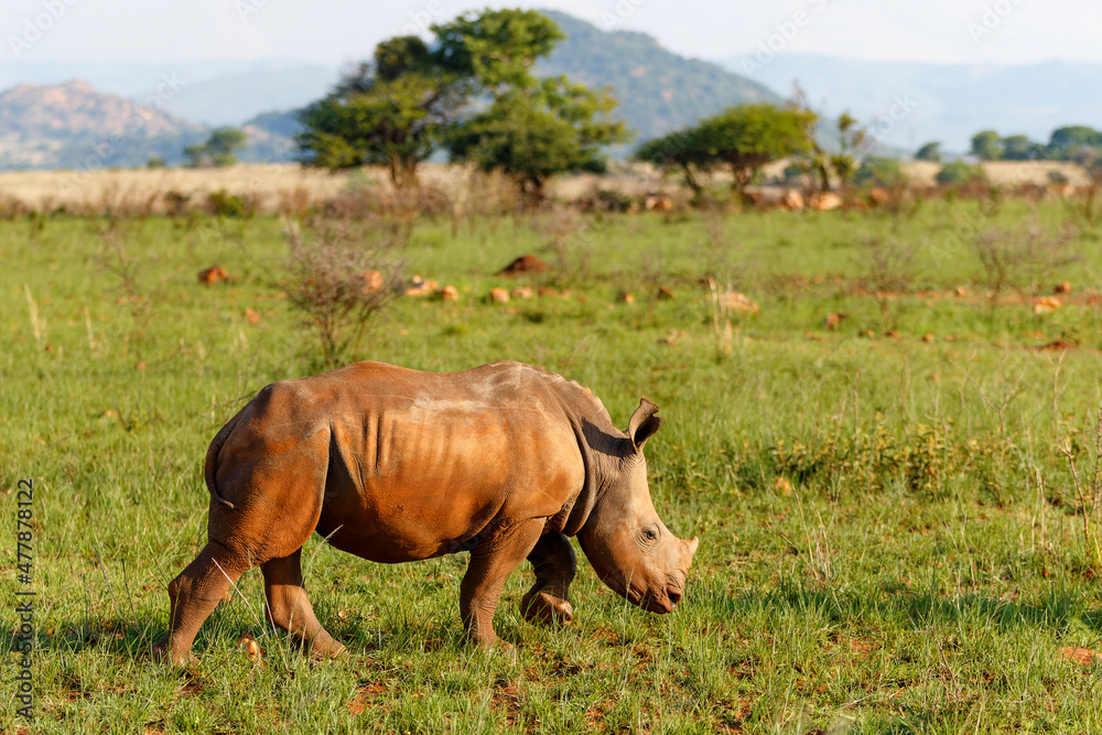 Fototapeta premium White rhinoceros walking on the plains of Nkomazi game reserve near the city of Badplaas in South Africa