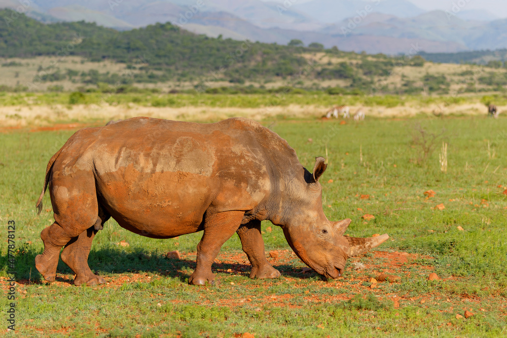 Fototapeta premium White rhinoceros walking on the plains of Nkomazi game reserve near the city of Badplaas in South Africa