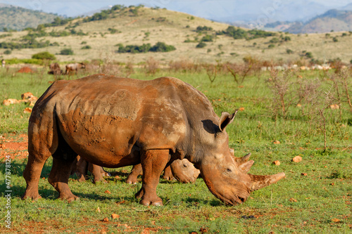 White rhinoceros walking on the plains of Nkomazi game reserve near the city of Badplaas in South Africa