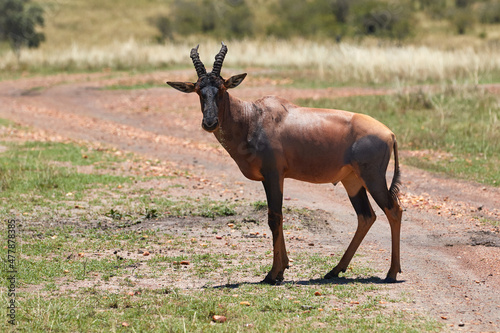 Side view of a topi in Kenya