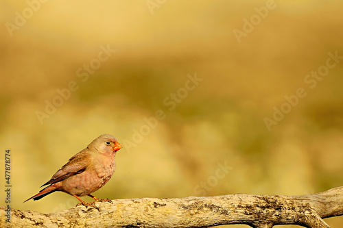 Wild birds in their environment and in the wild. photo