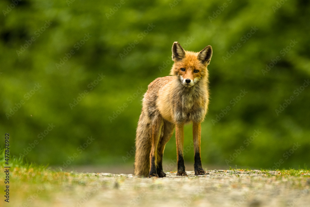 Fox scabies, Vulpes vulpes, Bieszczady Mountains, Poland. Fox scabies, Vulpes vulpes, Bieszczady Mountains, Poland.