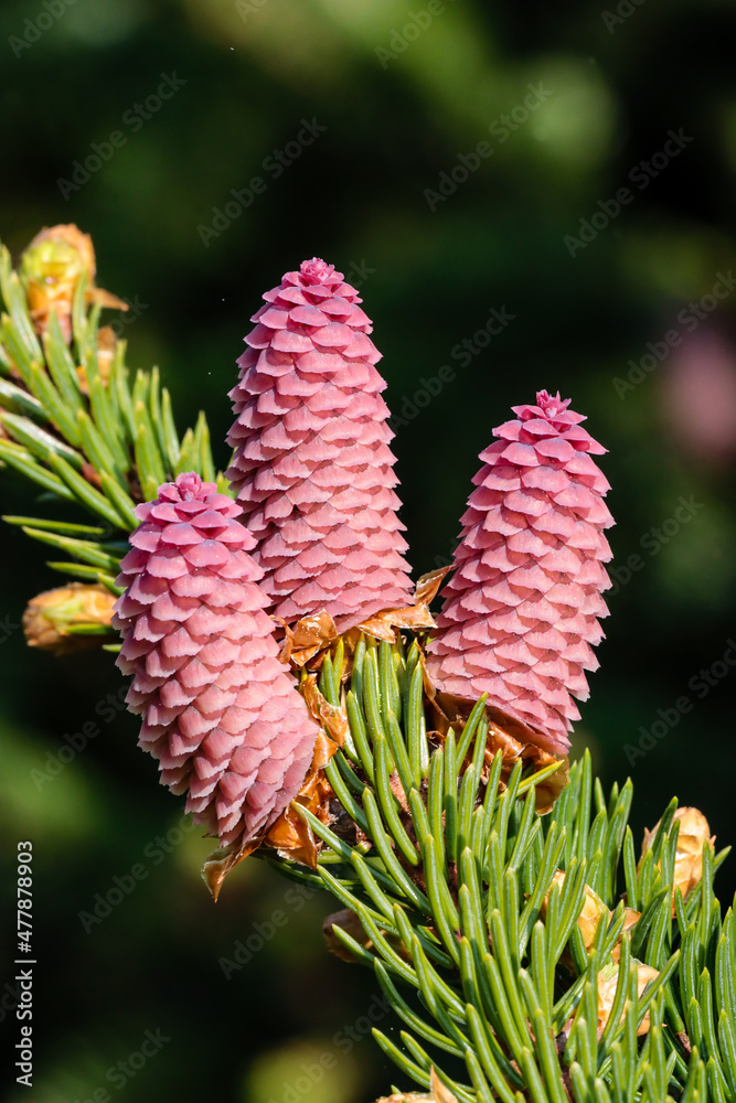 Spruce cones in spring with pollen Spruce cones in spring with pollen