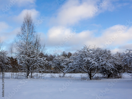 An old apple orchard in winter © Lelde