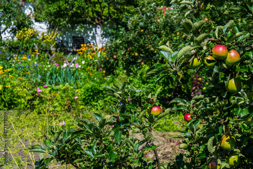 Jabłonie w ogrodzie w letni słoneczny dzień
