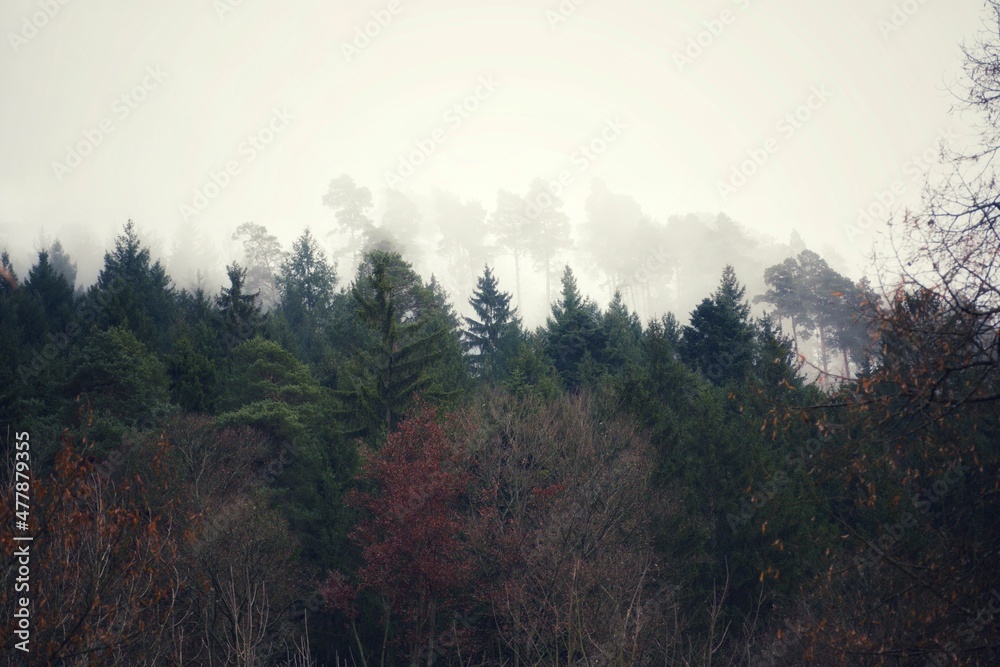 Blick über einen Wald mit im Nebel stehenden Nadelbäumen auf einer Anhöhe