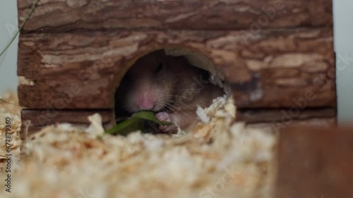 Cute hungry pet hamster eating food inside his house.