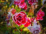 Red rose flower covered with rime