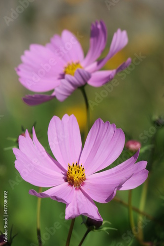 Cosmea