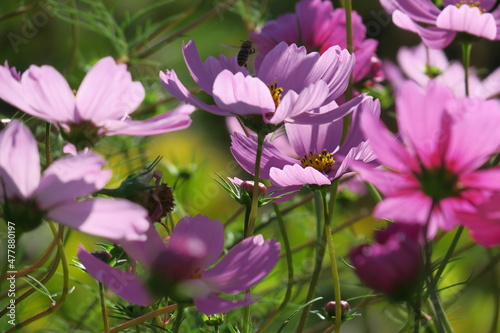 Cosmea