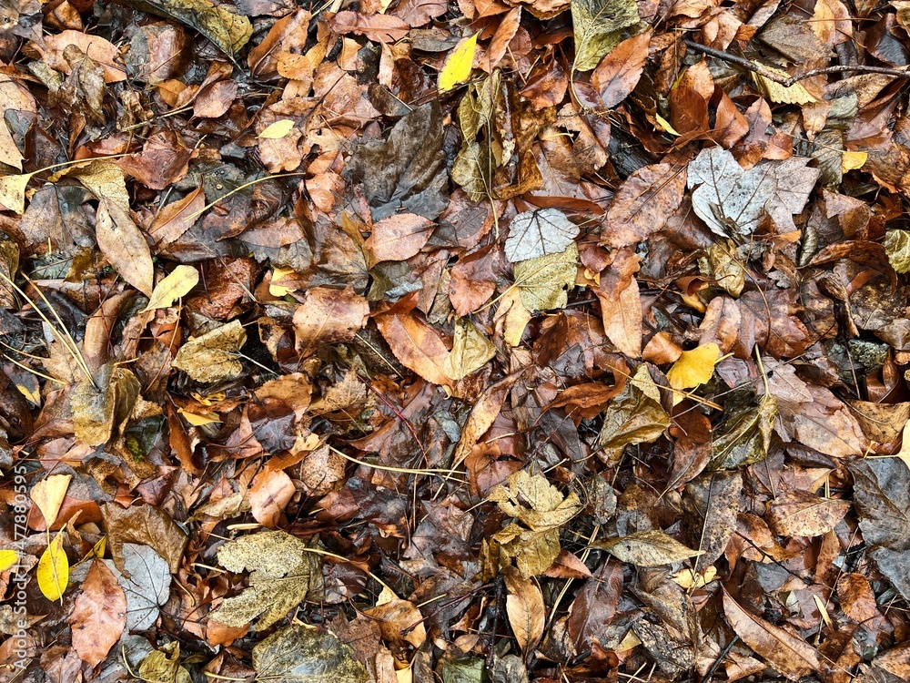 Leaves of New York