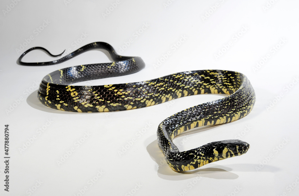 Naklejka premium Caninana, Tiger rat snake // Hühnerfresser (Spilotes pullatus)