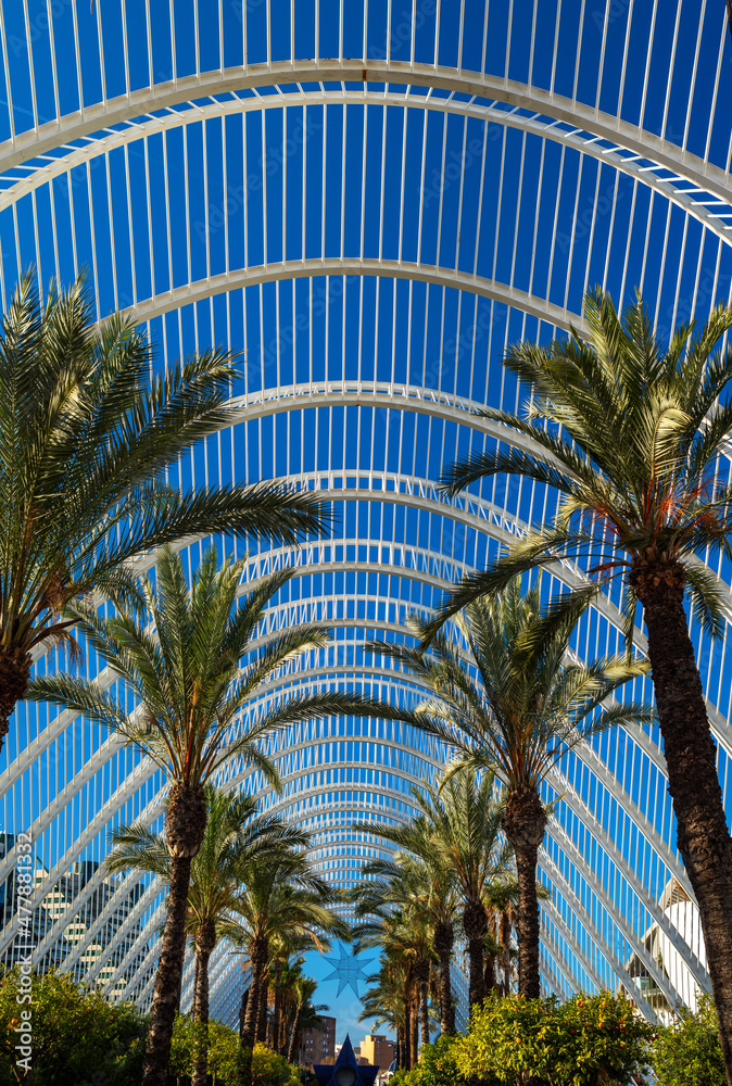 Fotografie, Obraz Palm trees in an open-air greenhouse..