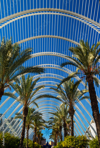 Fototapeta Palm trees in an open-air greenhouse..